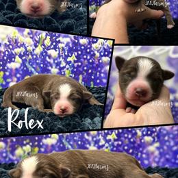1 Rolex, RTM - Red tri-color male Miniature American Shepherd puppy in Huntington, Texas from JKKJ Farms, LLC