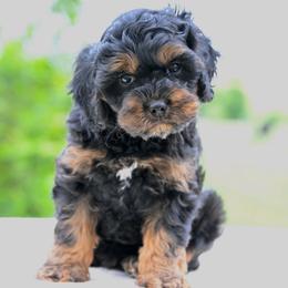 Ralphie - Black and tan male Cavapoo puppy in Lawton, Oklahoma from Lindsey’s Cavies