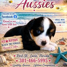 Black tri female - Black tri female Miniature Australian Shepherd puppy in Port Saint Lucie, Florida from Charlene Brannon's Mini Australian Shepherds