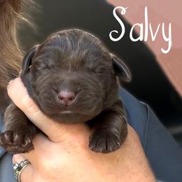 Salvy - Chocolate male Dilute Retriever puppy in Baldwin City, Kansas from Hedge Lane Labradors