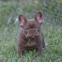 Snickers - Tricolors male French Bulldog puppy in Zionsville, Indiana from Midwest Bulldogs