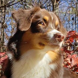 Sevan - Miniature American Shepherd