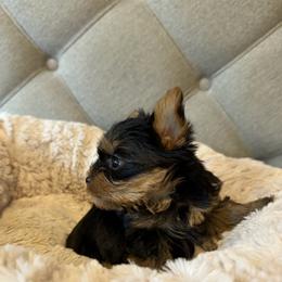 Chanel - Black and gold female Yorkshire Terrier puppy in Dublin, California from Michelle’s Yorkies