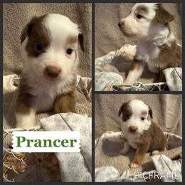 Prancer - Red tri male Toy Australian Shepherd puppy in Menan, Idaho from Teton Toy Aussies