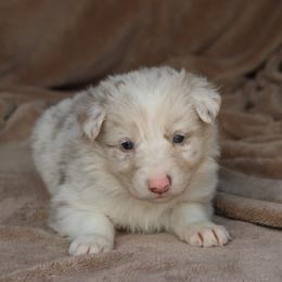 Thando - AKC Reg - Lilac merle male Border Collie puppy in Courtland, Alabama from C Bar C Ranch Border Collies