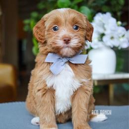 Buzz - Apricot male Goldendoodle puppy in Salado, Texas from Red Ranch Dogs