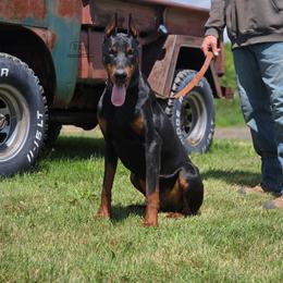 General - Black and rust male Doberman Pinscher puppy in China Township, Michigan from Snell's Superior Kennel Dobermann & GSP
