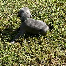 Weimaraner Puppies from Georgia Line Weimaraners