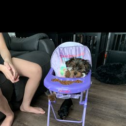 Yorkshire Terrier Puppies from Missy Lu Lap Puppies