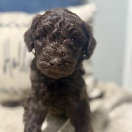 Aussiedoodle and Goldendoodle Puppies from Dream Hollow Farm