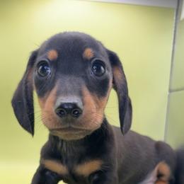 Jett - Black and tan male Dachshund puppy in Barstow, California from Kindle & Burrow Dachshunds