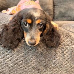 Bell - Piebald female Dachshund puppy in Magnolia, Texas from Carrie’s Countryside Dachshunds