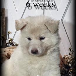 Judith - White female German Shepherd puppy in Sequim, Washington from German Shepherd Haus