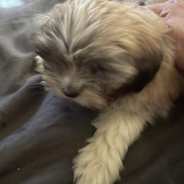 Maisie Malone - Brindle female Lhasa Apso puppy in Fort Worth, Texas from Sheri's Lhasa Apso Puppies