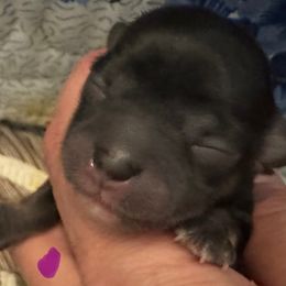 Nellie - Black and red female Chihuahua puppy in Brooklyn, Connecticut from Ladybug Chihuahuas