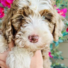 Bernedoodle Puppies from Eden Valley Bernedoodles