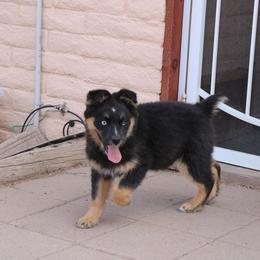 Leroy - Black tri-color male Australian Shepherd puppy in Sonoita, Arizona from Gardner Canyon Kennels