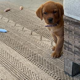 Labrador Retriever puppies from Wicked Pines Retrievers