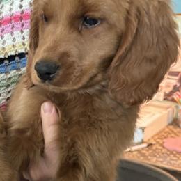 Companion Cross and Golden Retriever Puppies from Happy Tails Mini Goldens