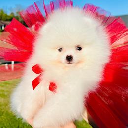 Girl 2 - White female Pomeranian puppy in Hot Springs, Arkansas from Pomeranian Empire