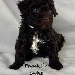 Franklin - Chocolate male Yorkipoo puppy in Waldorf, Maryland from Luv My Yorkies, LLC