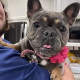 French Bulldog All Grown Up from Lovey’s Frenchies’s