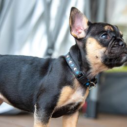 Belgian Malinois and French Bulldog Puppies from Hershel's