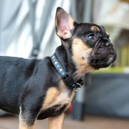 Belgian Malinois and French Bulldog Puppies from Hershel's