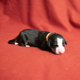 Misty May - Black rust and white Bernese Mountain Dog puppy in Pisgah Forest, North Carolina from Holly Hill Berners