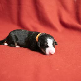 Misty May - Black rust and white Bernese Mountain Dog puppy in Pisgah Forest, North Carolina from Holly Hill Berners