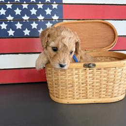 Blue Boy 2 - Apricot male Cavapoo puppy in Nampa,, Idaho from Clig Doodle Days