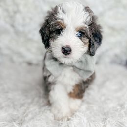 Bernedoodle, Cockapoo, and Goldendoodle Puppies from Danie’s Darling Doodles LLC