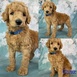 Chex - Poodle puppy in Swansboro, North Carolina from Monarch Standard Poodles