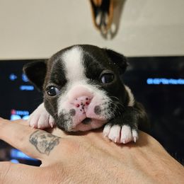 Boston Terrier Puppies from Little Daemons Boston Terriers