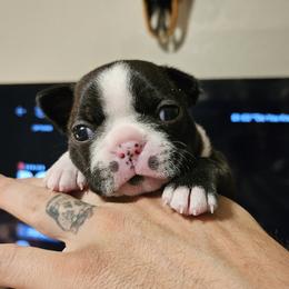 Boston Terrier Puppies from Little Daemons Boston Terriers