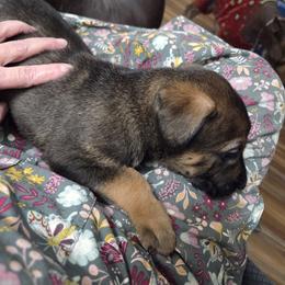 3 - Brindle male Xoloitzcuintli puppy in Pierson, Michigan from Mickam's Xolo's