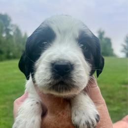 Orange collar - White and black male English Springer Spaniel puppy in Sterling, Michigan from Springerdoodles In MI