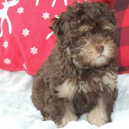 Havapoos from Claire Lengacher