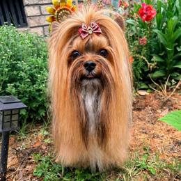 Loki - Russian Salon Dog