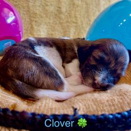 Clover - Brindle female Dachshund puppy in Huntington, Arkansas from Rockstar.Weiners
