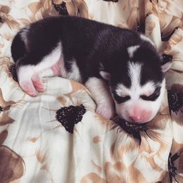 Siberian Husky Puppies from Husky Rose