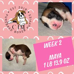 Maya - Brindle female Boxer puppy in Jupiter, Florida from CJM Boston and Boxer Puppies
