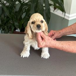 Girl 1 - Cocker Spaniel puppy from Quasar's Cocker Spaniels
