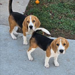 Girl1 - Black tan and white female Beagle puppy in Greenville, South Carolina from Fairmont Beagles