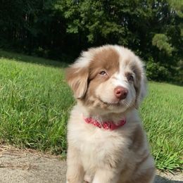 "Willow" Aussiedoodle and Australian Shepherd Puppies from Dark Water Standards