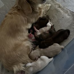 Dachshund Puppies from Angels Doxi Cottage