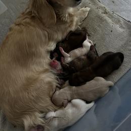 Dachshund Puppies from Angels Doxi Cottage