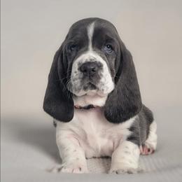 Sassy - Blue and white female Basset Hound puppy in Surprise, Arizona from Howlin Hounds