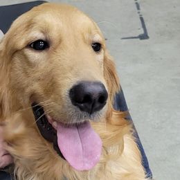 Royce - Golden Retriever