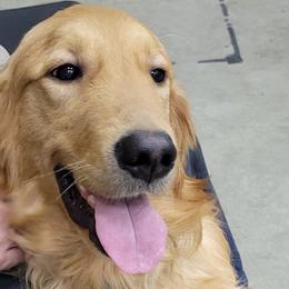 Royce - Golden Retriever